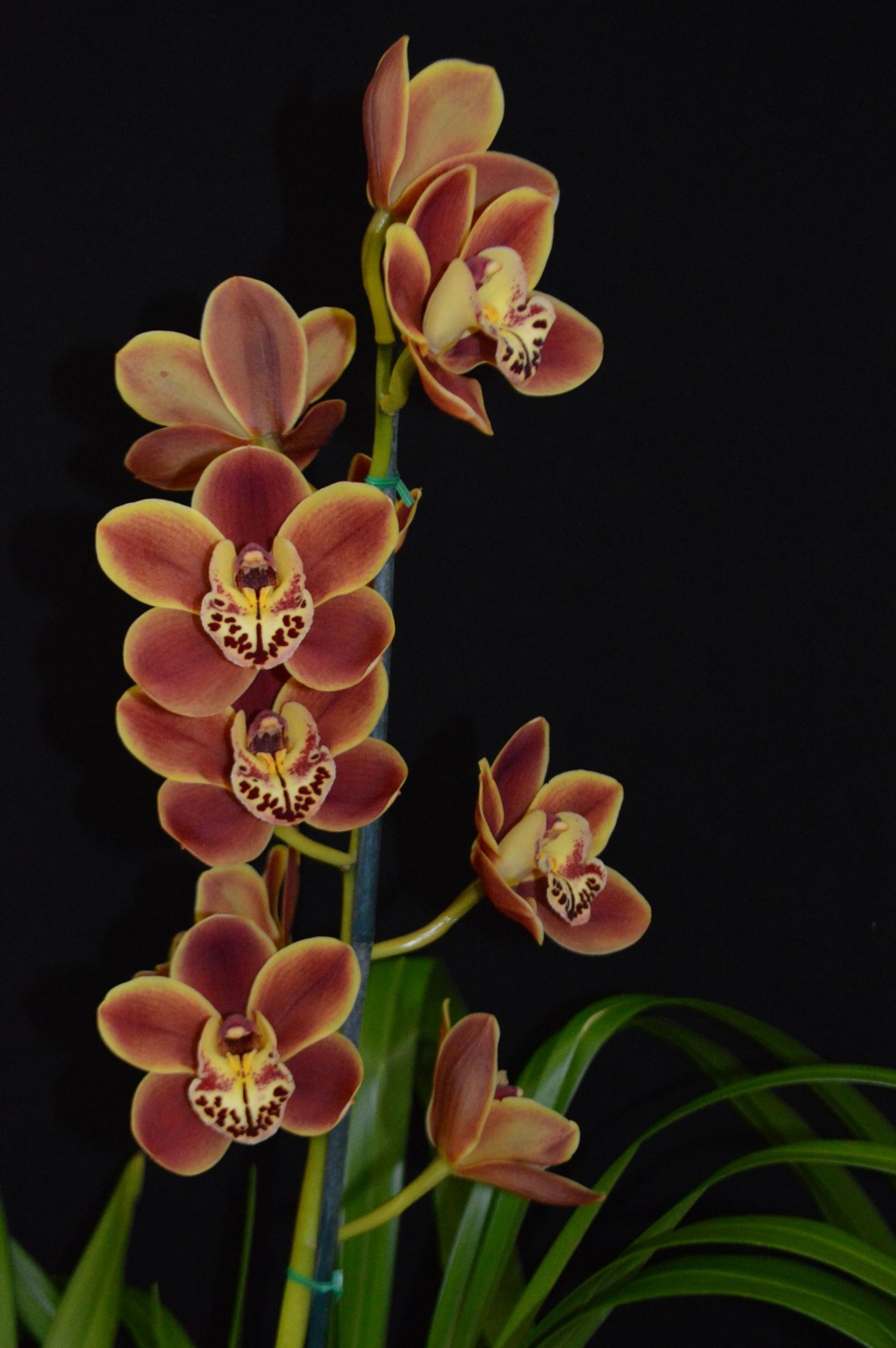 Flower of division (Open): Cym Amigo's Delight, grown by Chee Ng