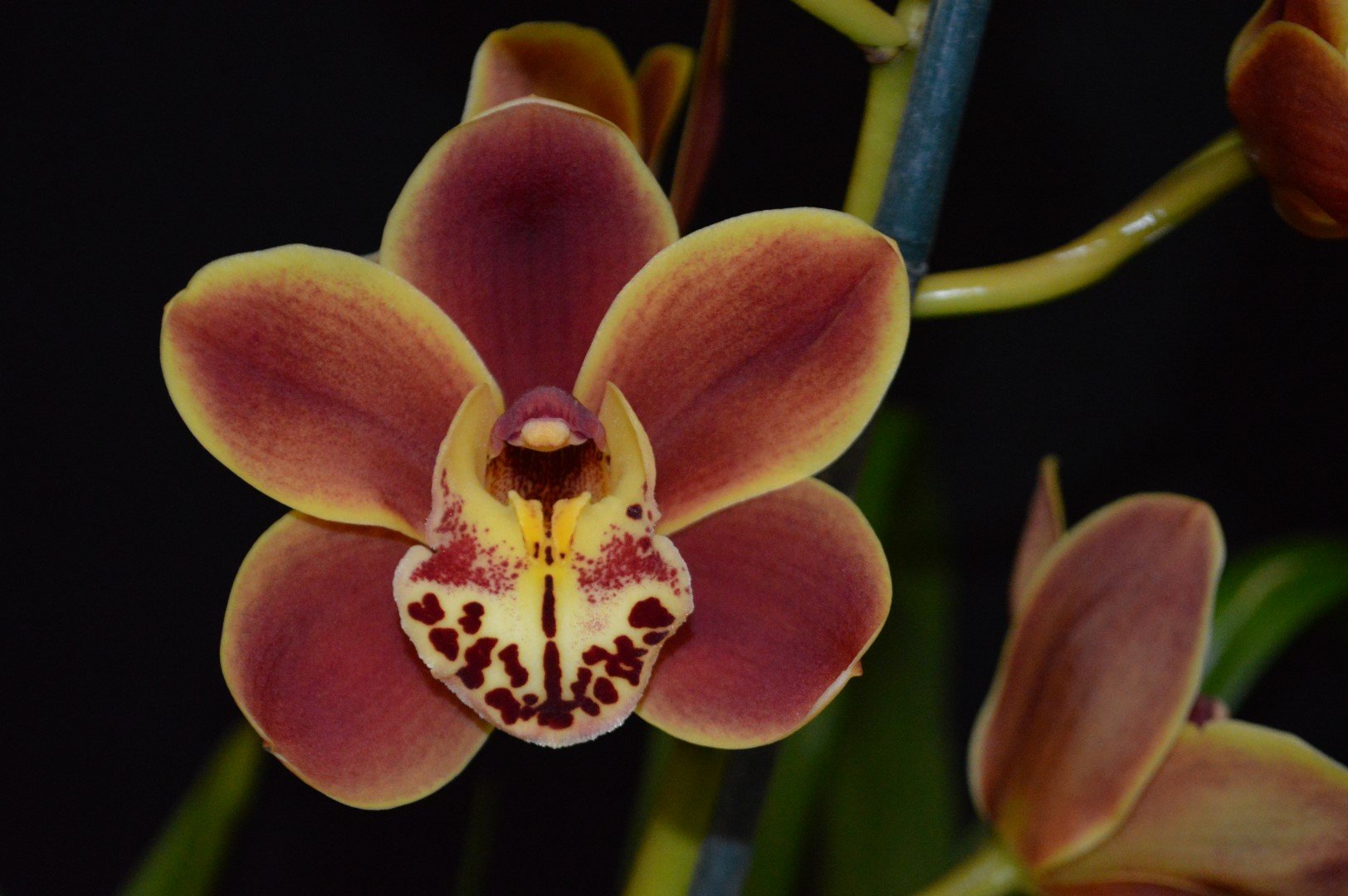 Flower of division (Open): Cym Amigo's Delight, grown by Chee Ng