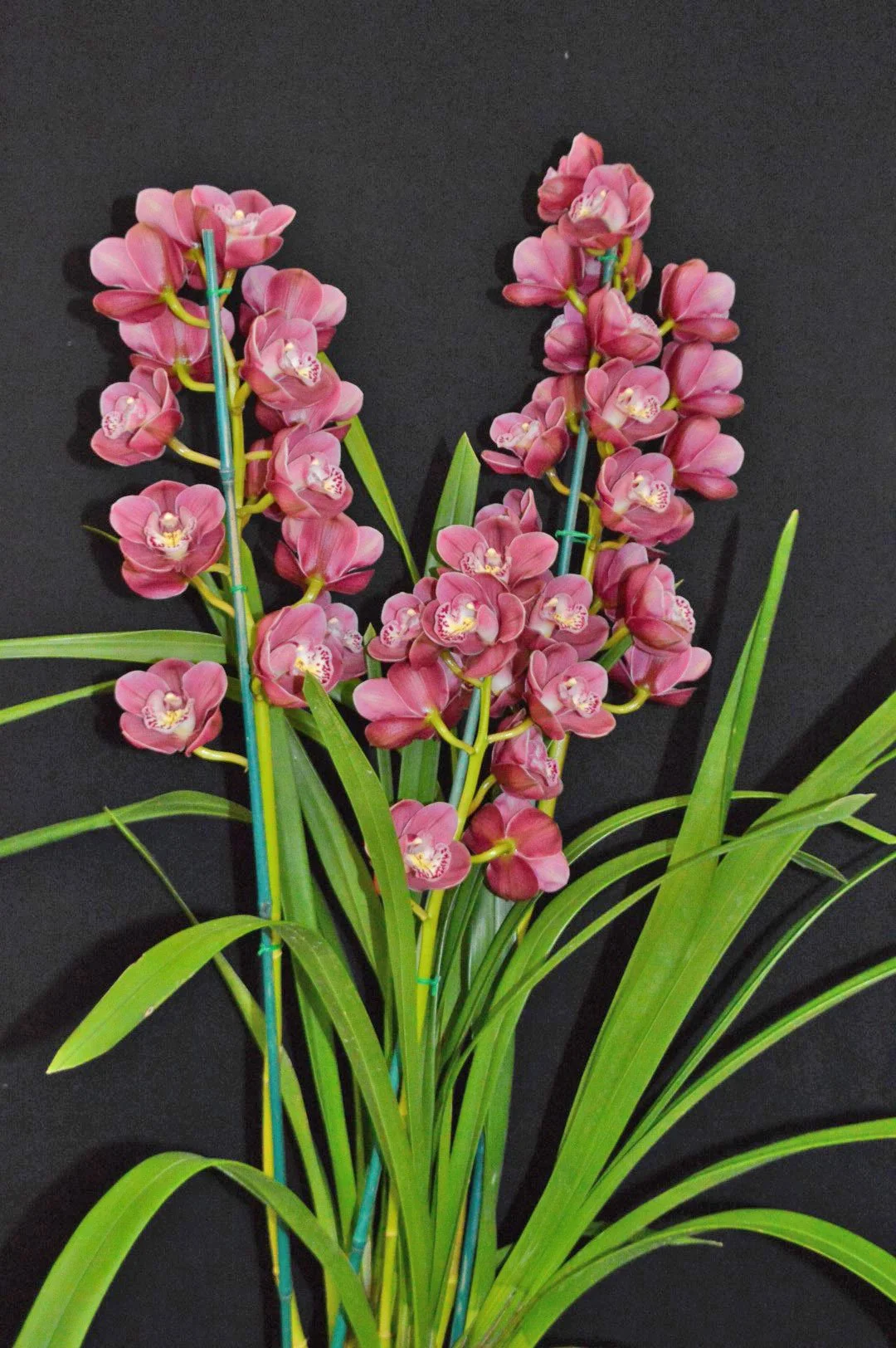 Champion Intermediate; Champion Seedling: Cym Khanebono X Lunar Blaze, grown by John Moon