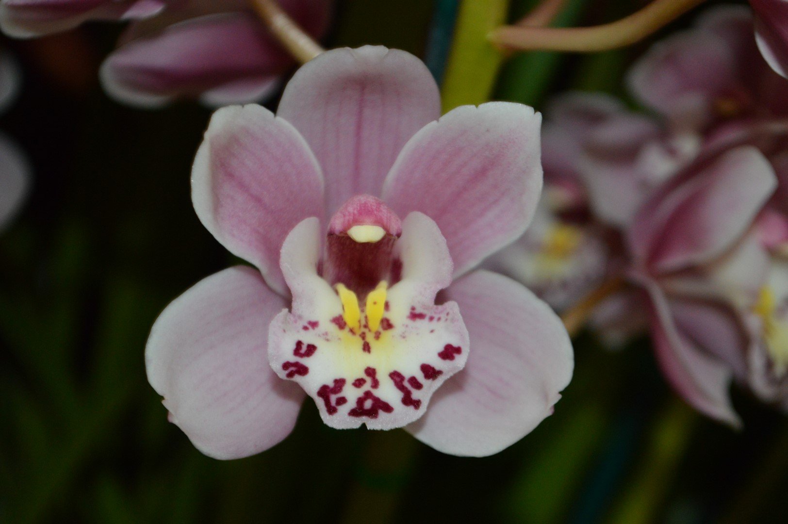 Champion Miniature; Champion Specimen: Cym Jacinta's Pride 'Joyous', grown by Chee Ng