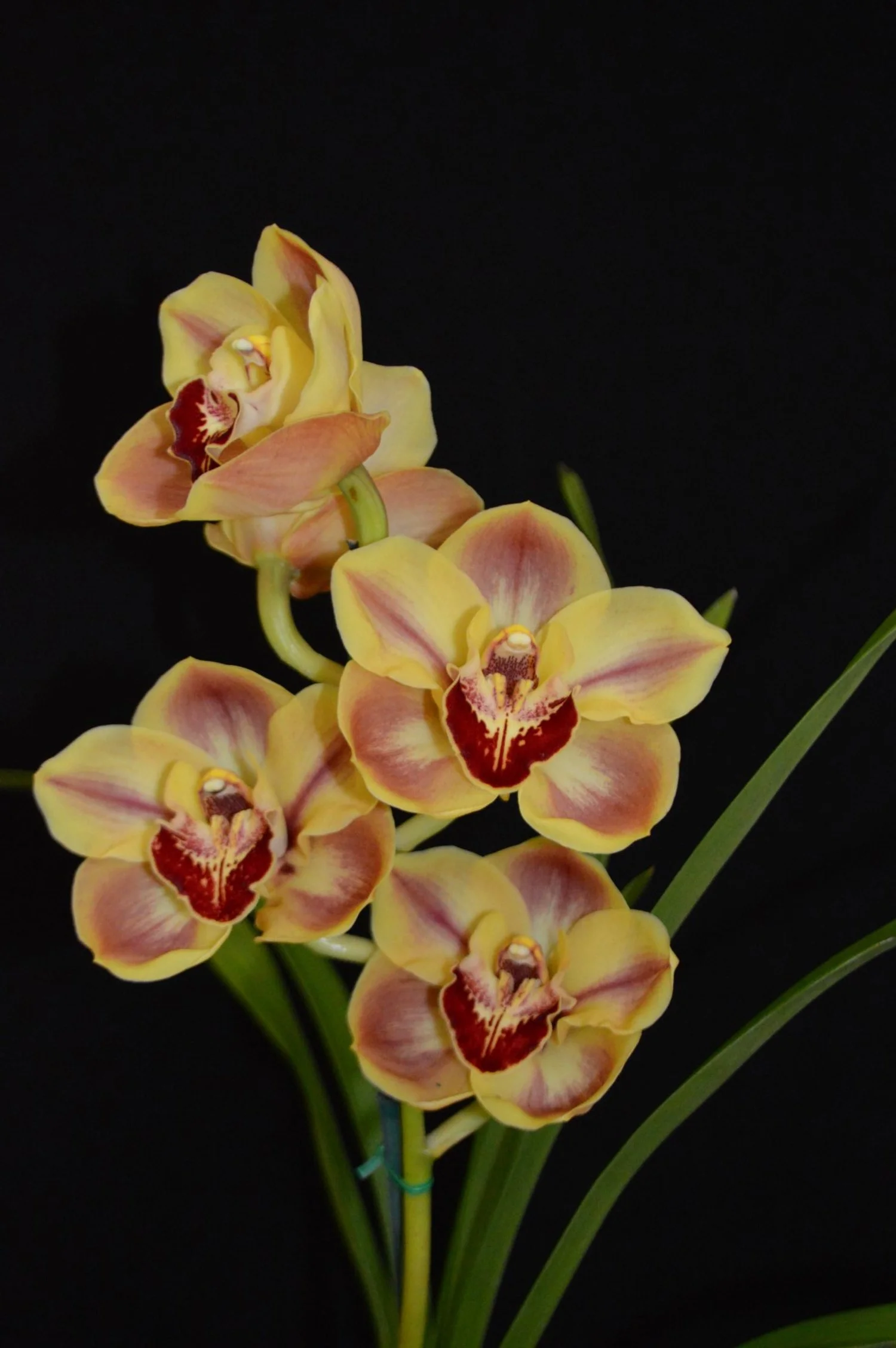 Spring Show: West Lakes 2025