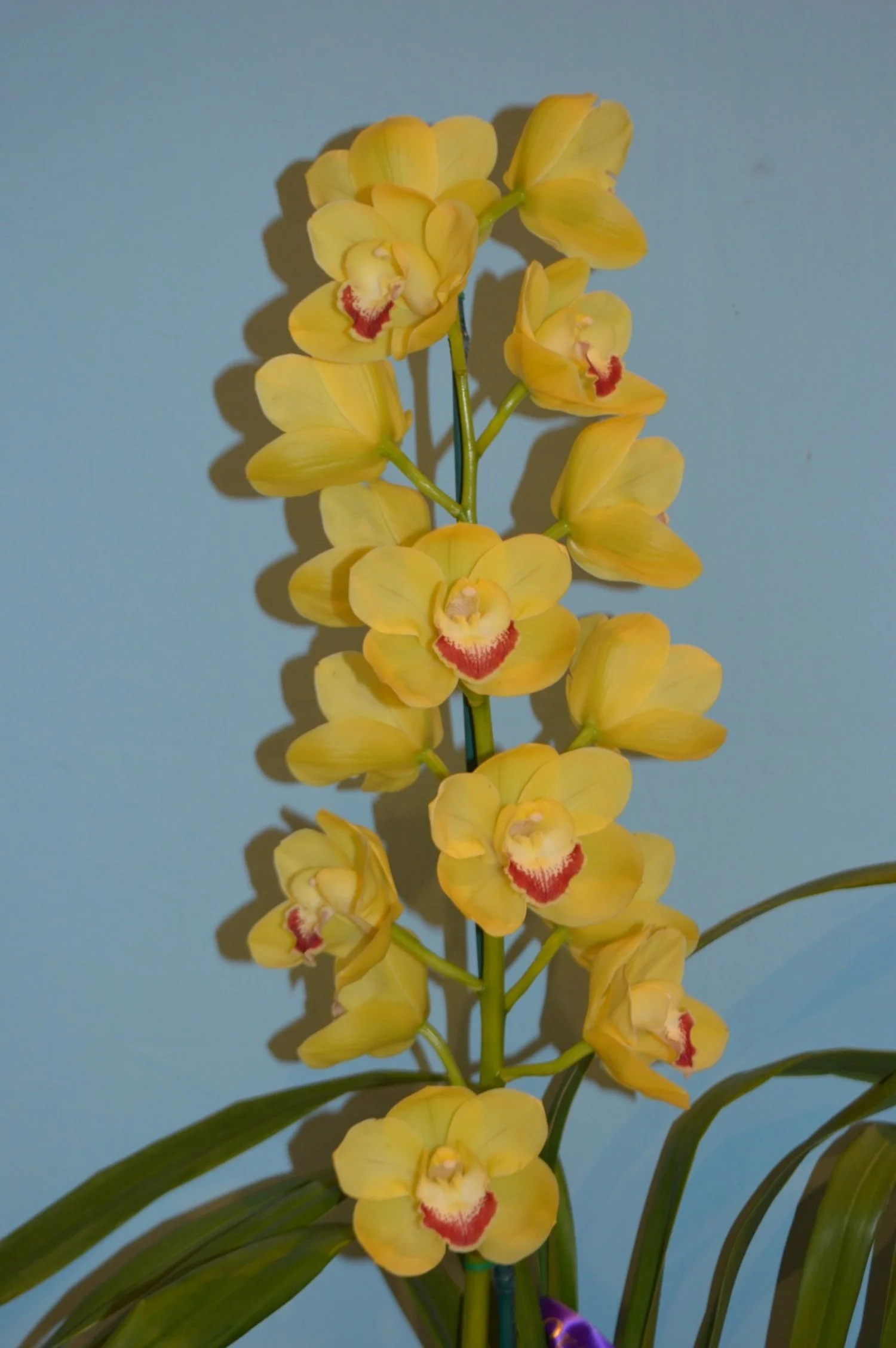 Cym. Coraki Glowing