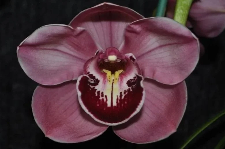 Cym Regal Flames 'Million Dollar Baby', Spring Show Grand Champion, grown by Shane Moeller.