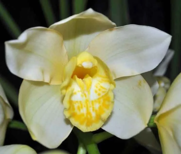 Cym Pure Origins X Ocean, Champion Second Division Flower, grown by Pauline McLean