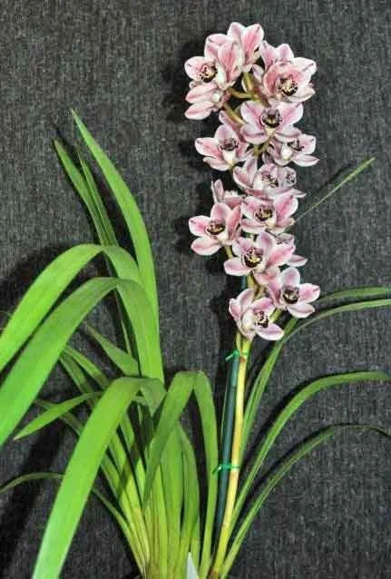 Cym Solana Beach X Sylvan Star, Best Intermediate Seedling, grown by Malcolm Osbourne