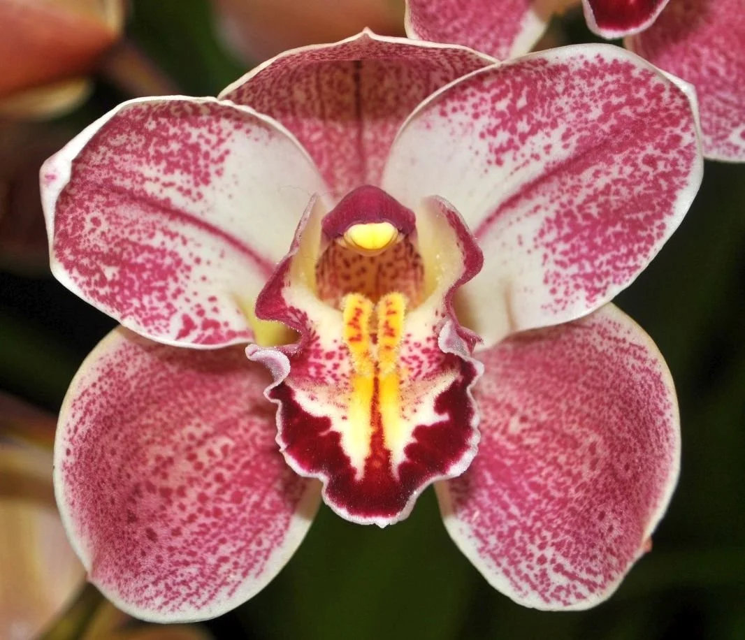 Best Intermediate & Best Specimen