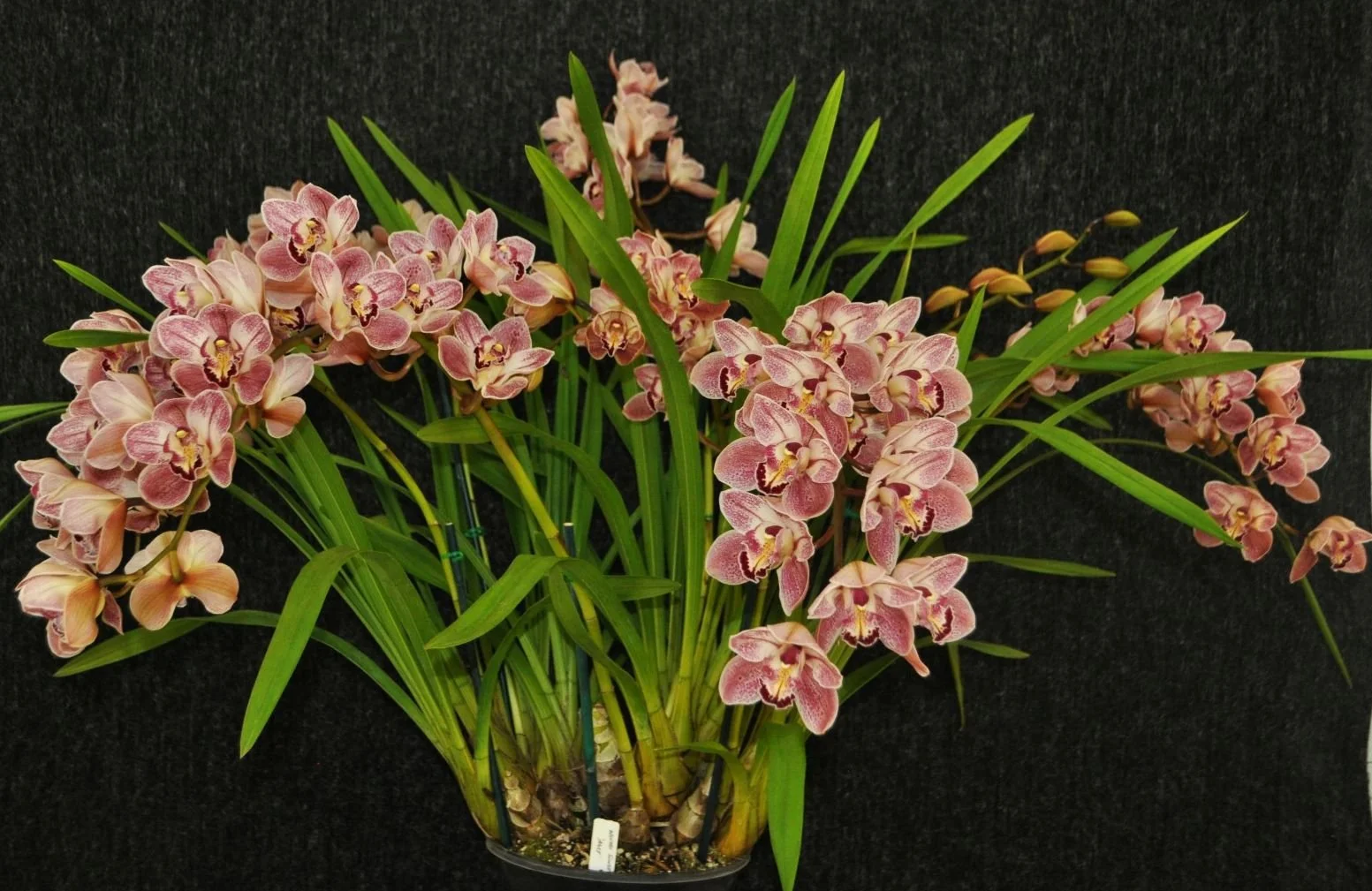 Best Intermediate & Best Specimen