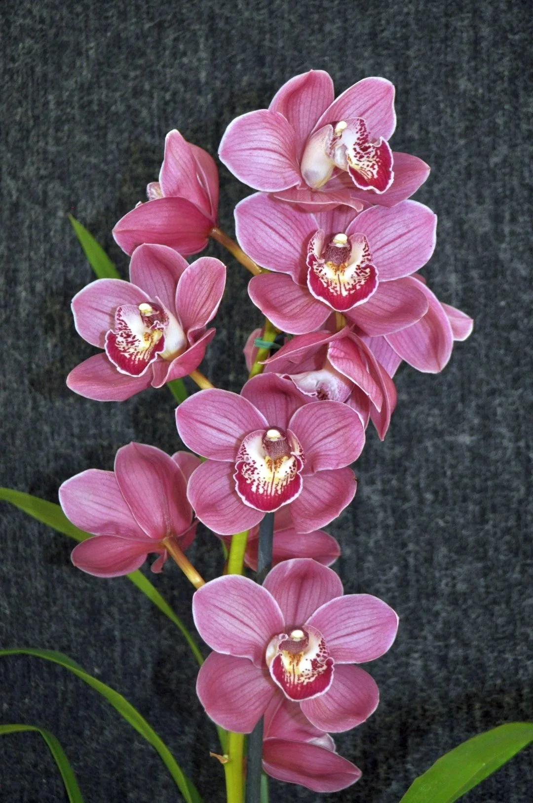 Best Seedling & Best Large Standard Seedling