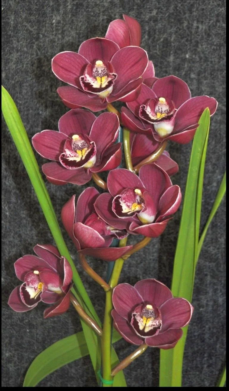 Best Intermediate Seedling