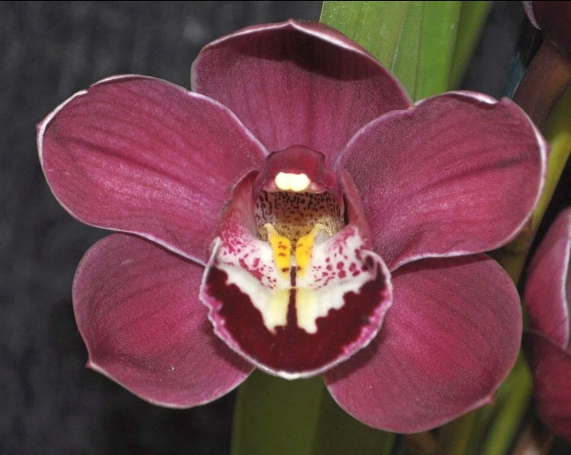 Best Intermediate Seedling