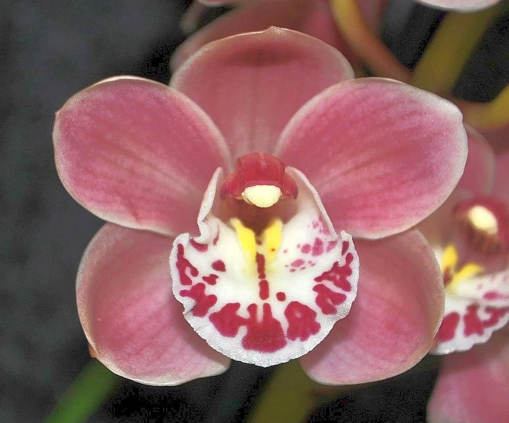 Best Miniature Seedling