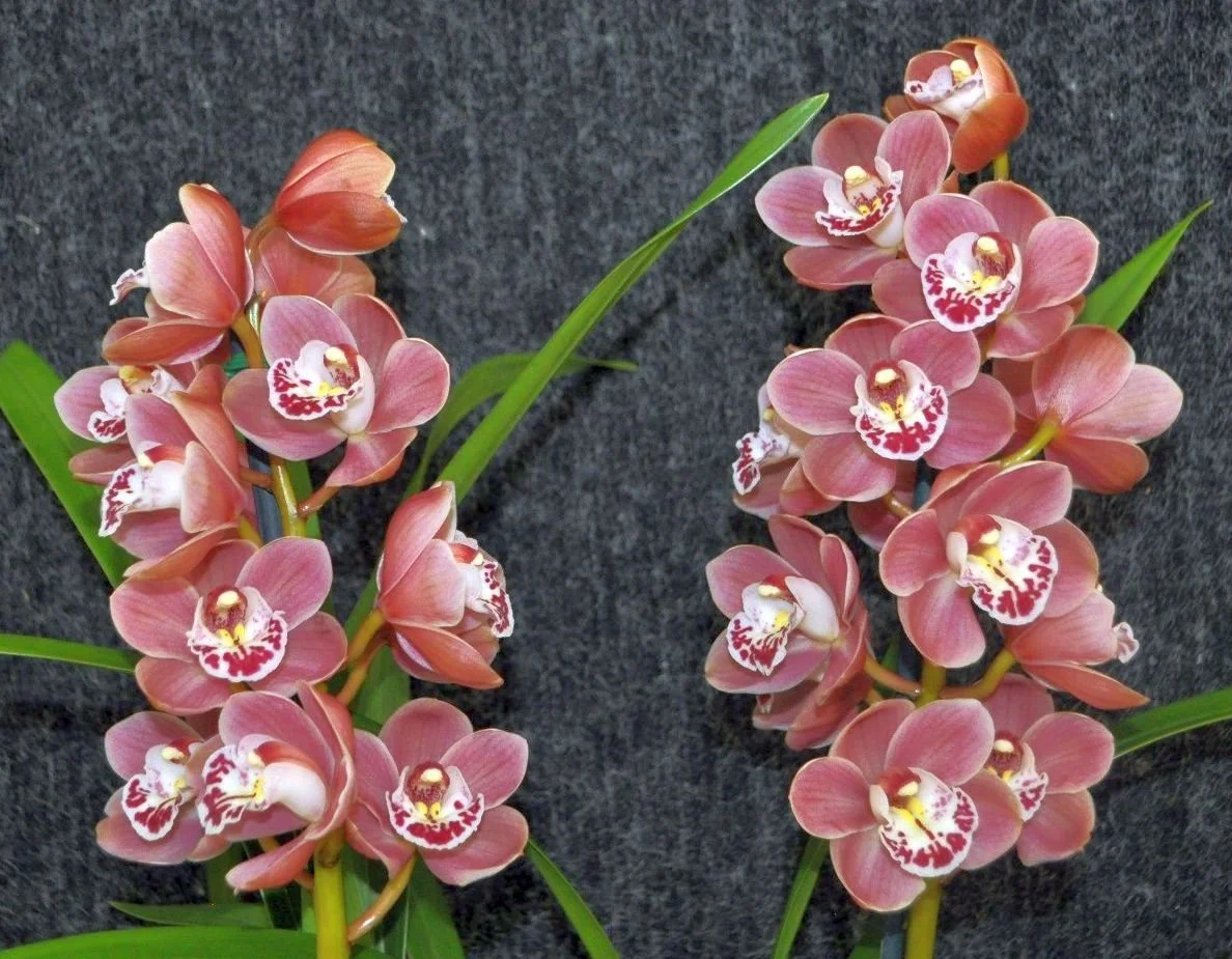 Best Miniature Seedling