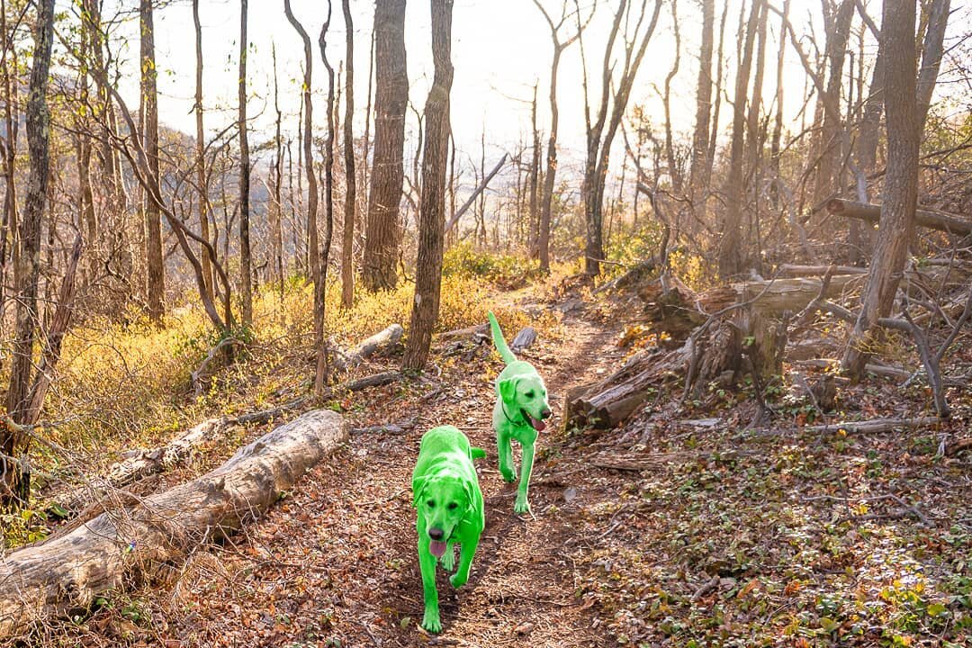 Rumor has it that two Labrechauns live up on top of Holston Mountain with a pot of golden treats. Undoubtedly they are always up to some mischief. Happy St. Patrick's Day everyone!