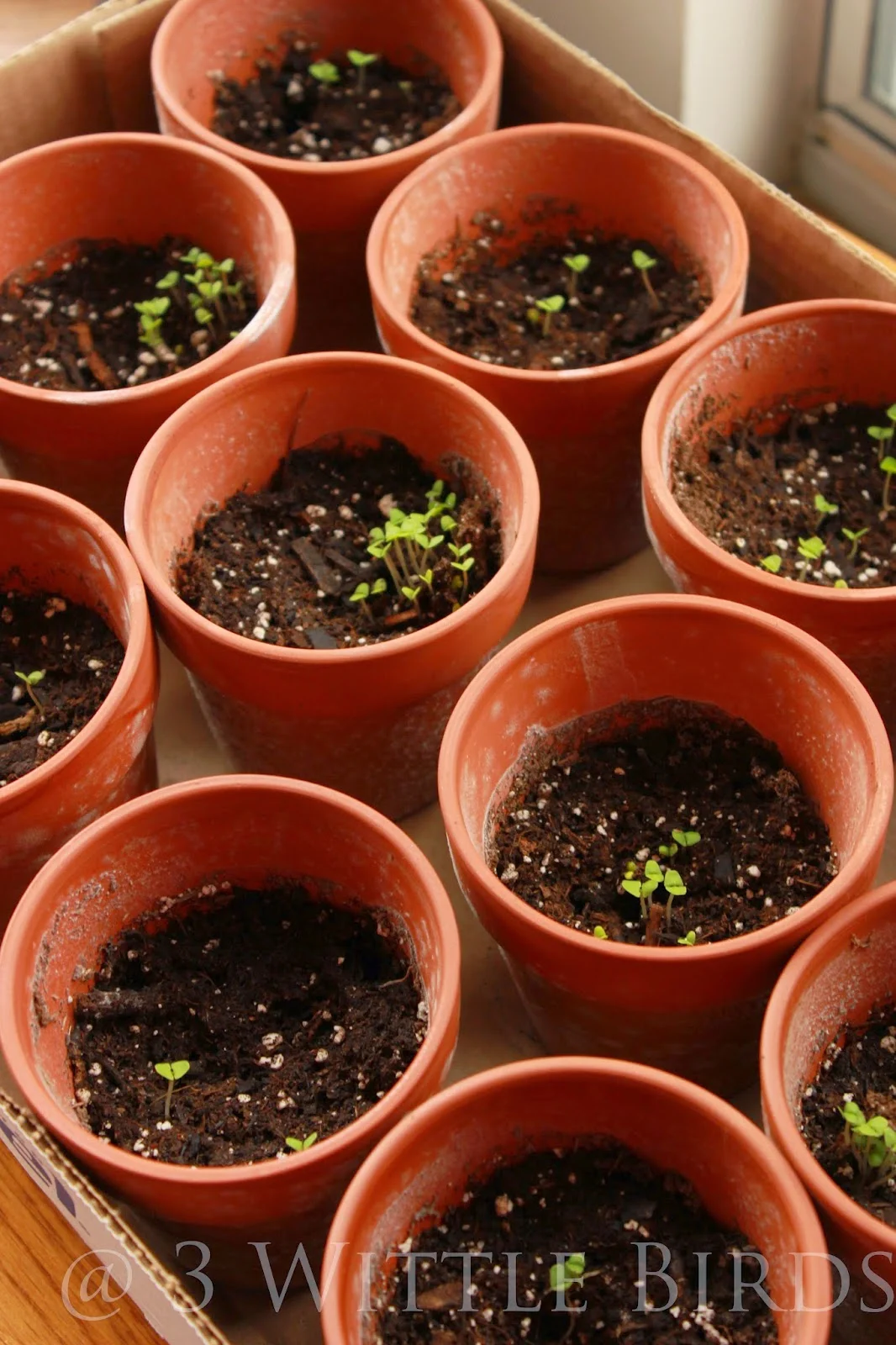 Daisy Flower Garden Journey Patch Placement Best Flower Site