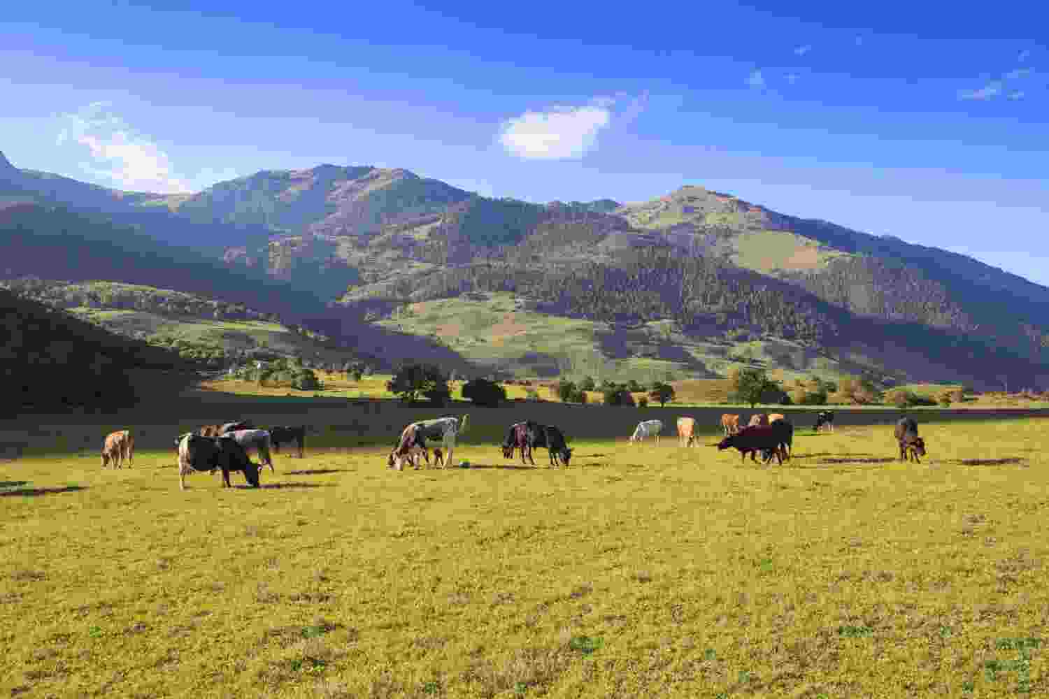 Website Cows Compressed.jpg