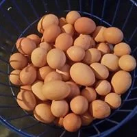 eggs.jpg