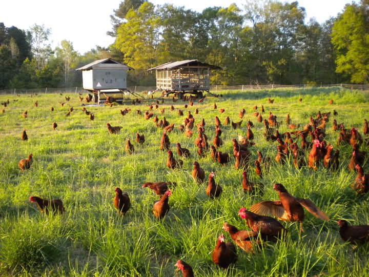 Our chickens.jpg