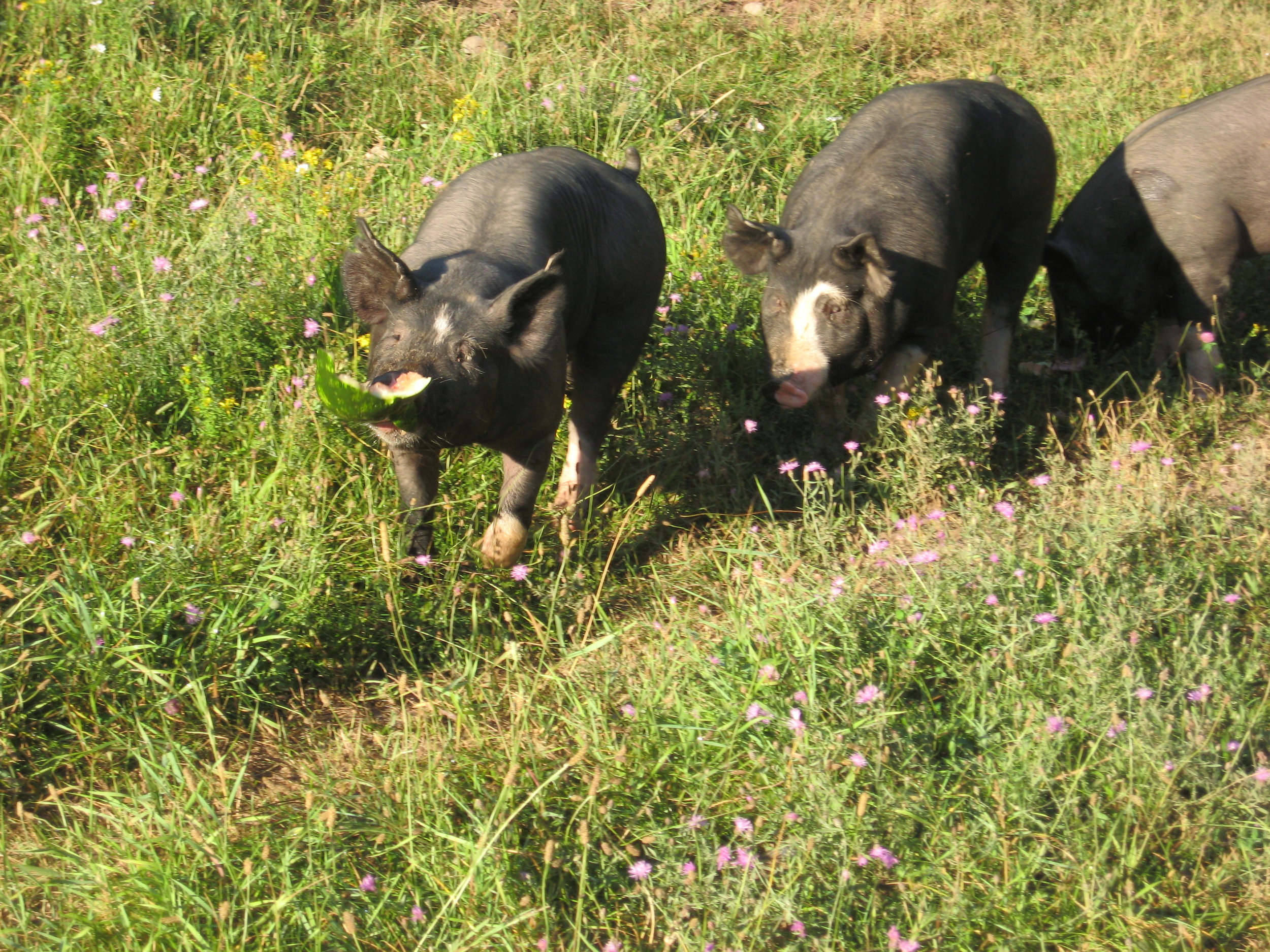 pasture raised hogs.jpg