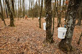 Sugar Maple Trees being tapped !!!!!