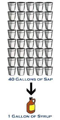 sap to syrup.jpg