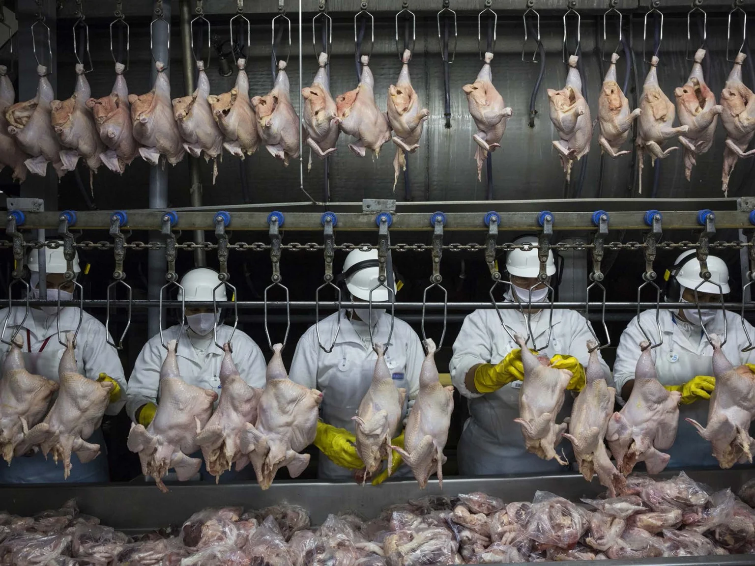 chicken production line.jpg