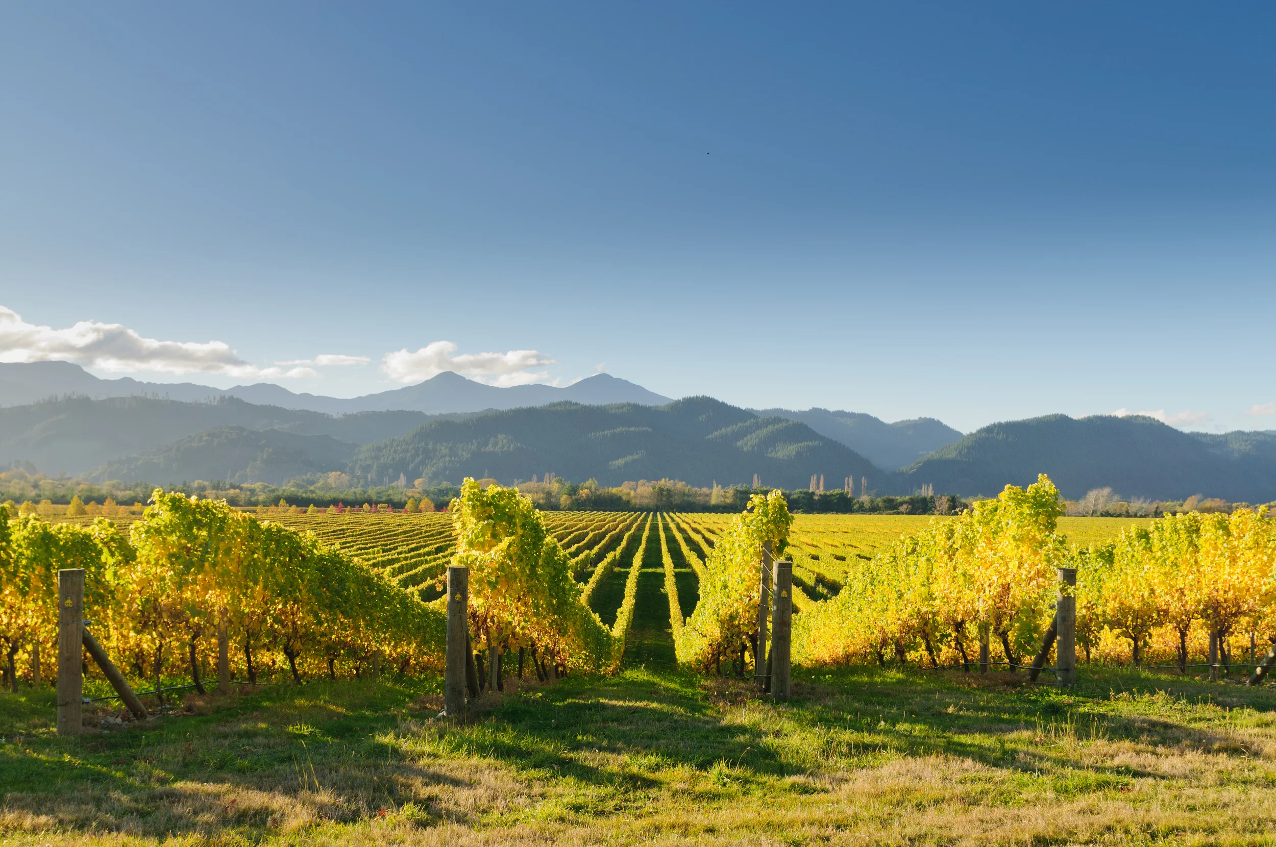 bigstock-Vineyard-in-the-Marlborough-di-60187448.jpg