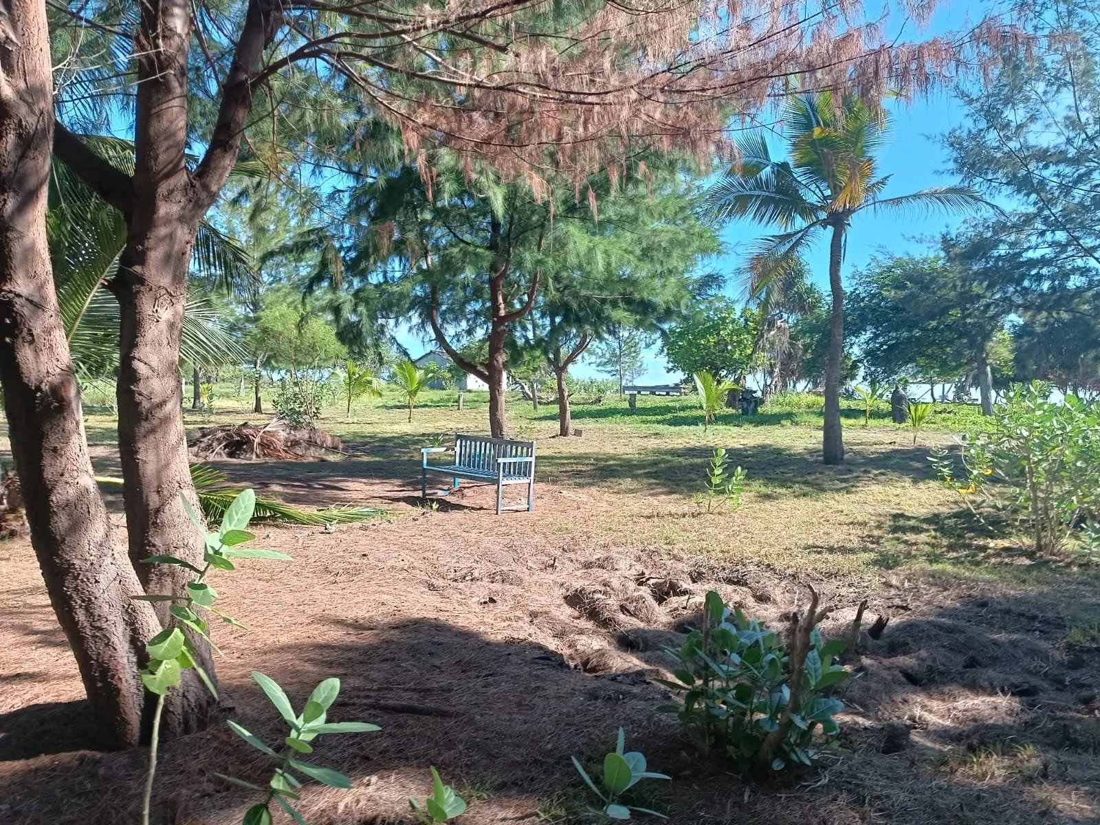 A Shamanic Walk and receiving messages from spirit for healing.