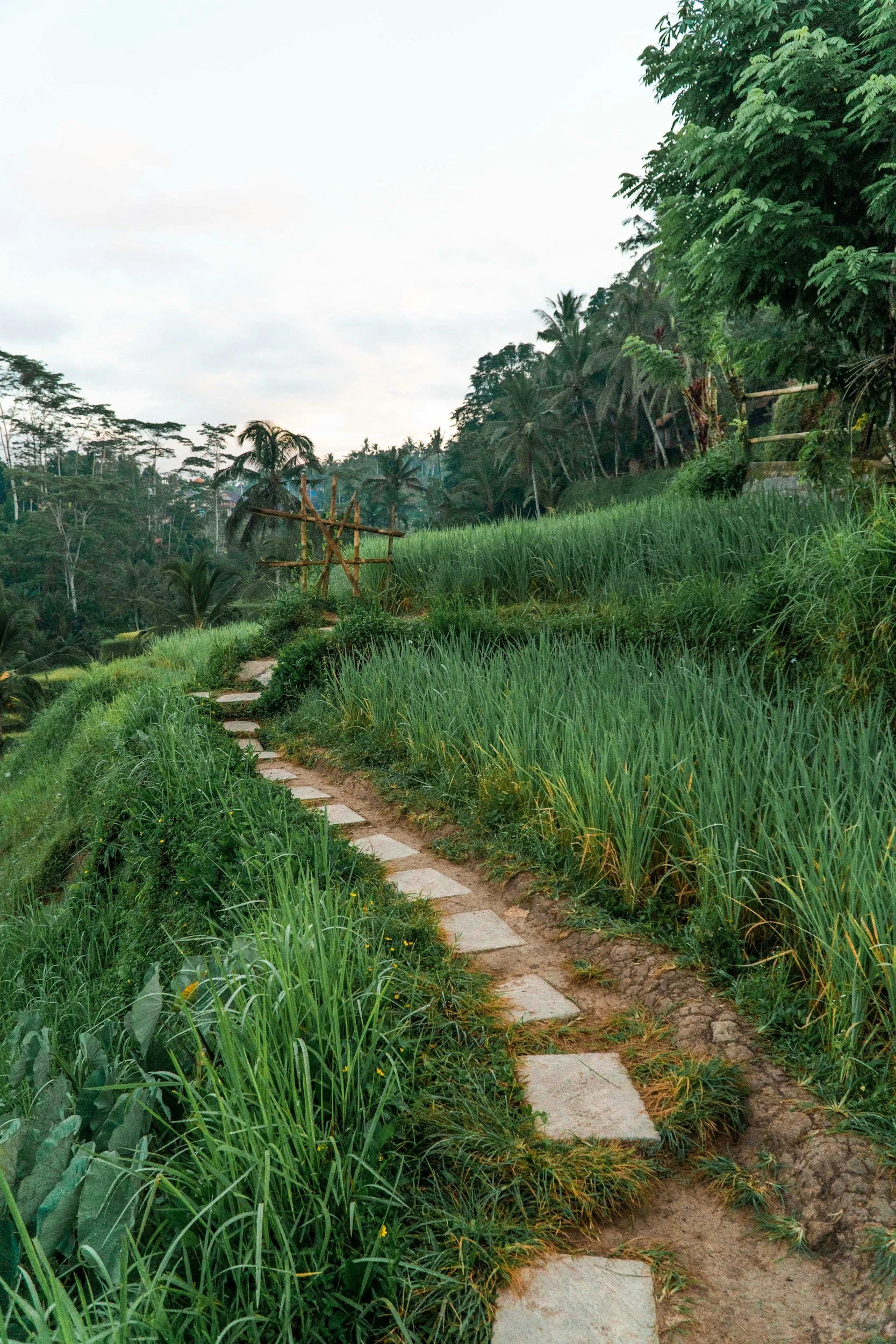 The Juicy Effect offers Energy Healing sessions