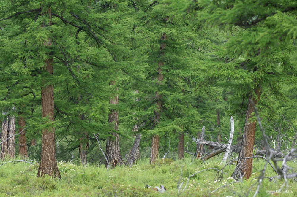 skog.jpg