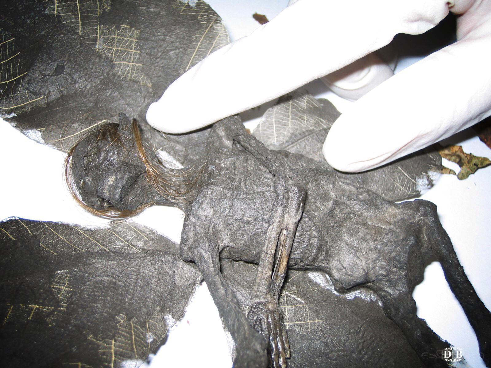 mummified_fairy_2.jpg