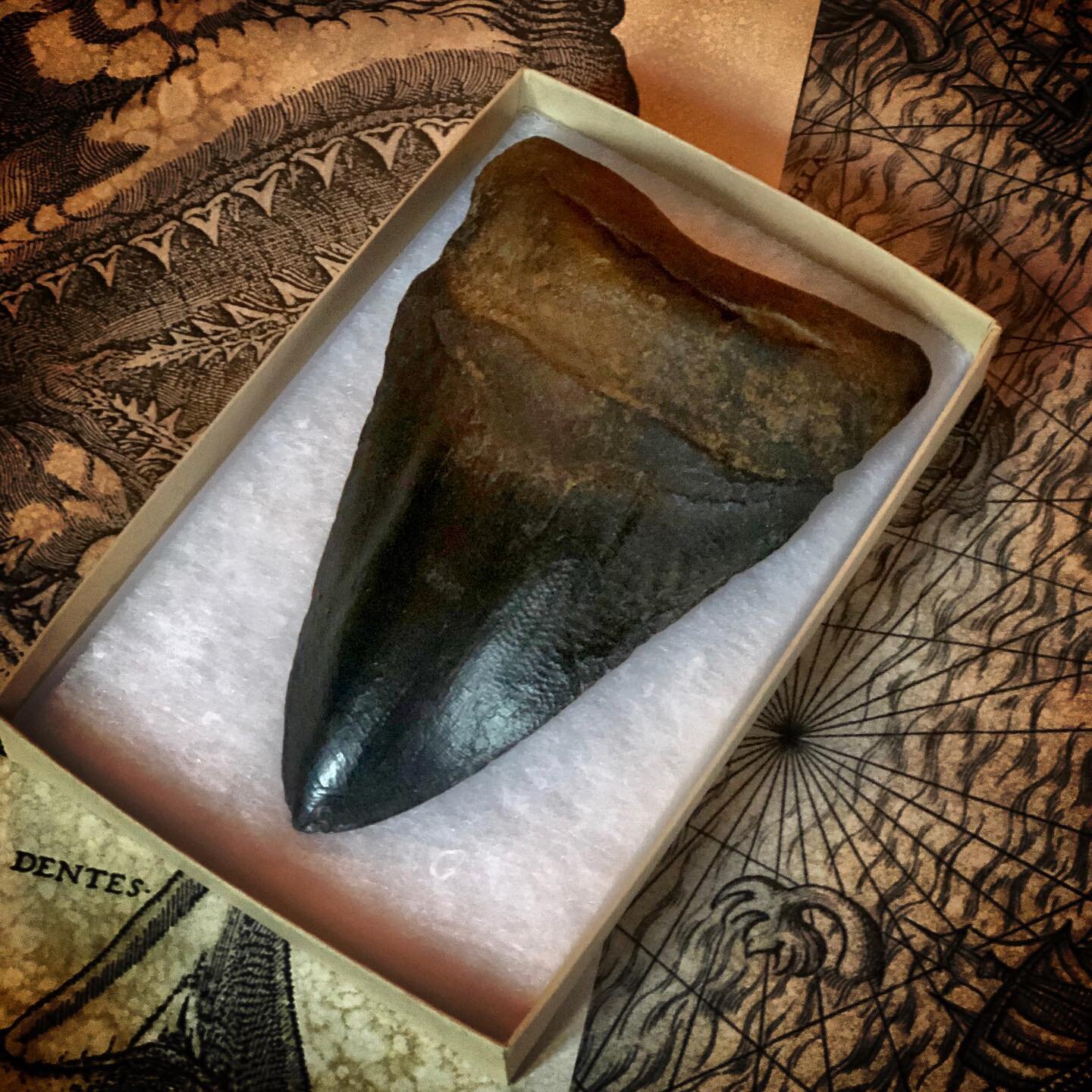 Replica Megalodon teeth cast in Herculite II and hand painted for a museum quality finish that has the weight and feel of a real fossil.

The moulds are taken from original teeth in our collection.

Each replica tooth is presented in a gift box and c