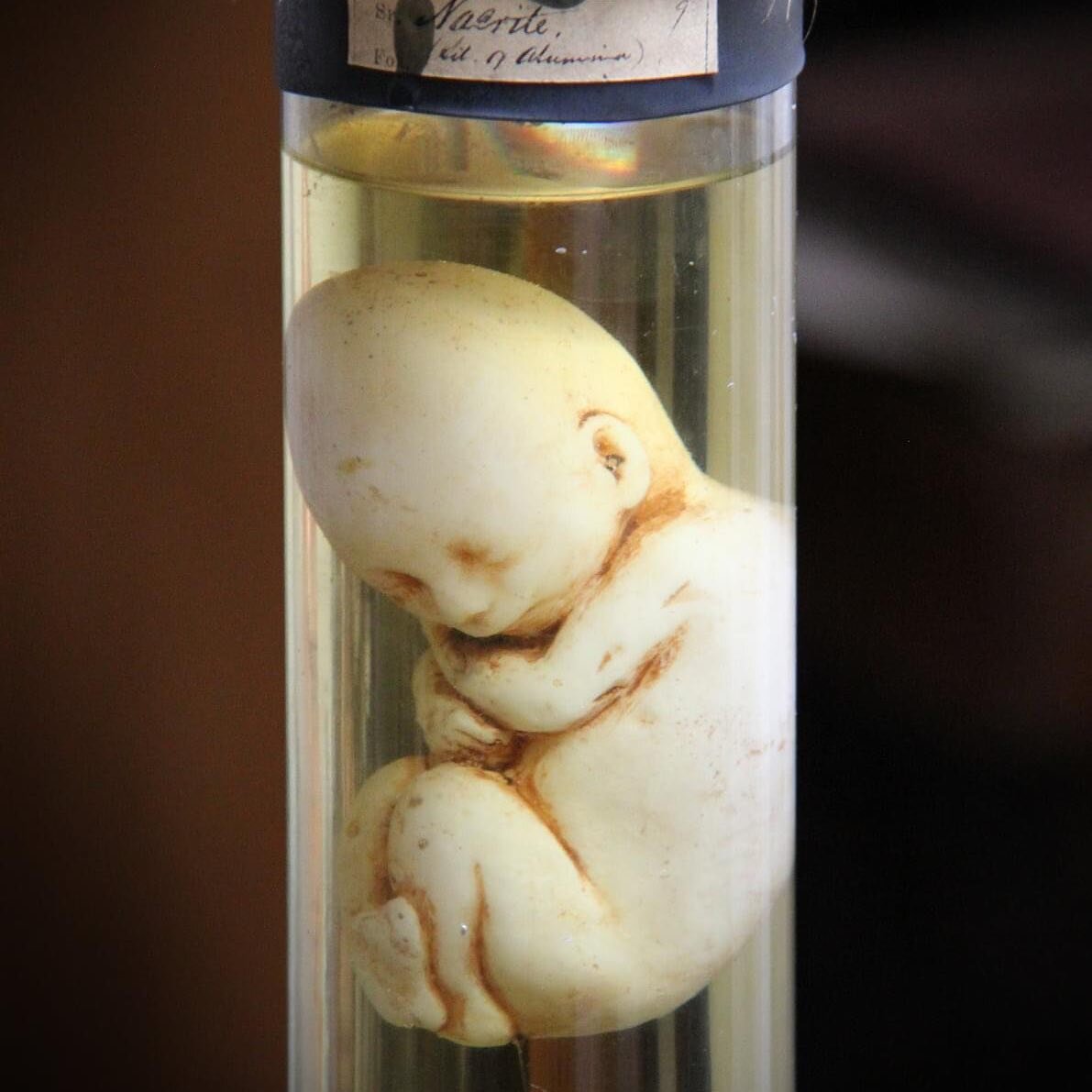Being a father to 3 boys was enough, so when the 4th came along I had to pickle him. #pickledpunk #oddities #odditiesandcuriosities #huntarianmuseum #fetus #bizarremagictrick #halloweendecor #horrorprops