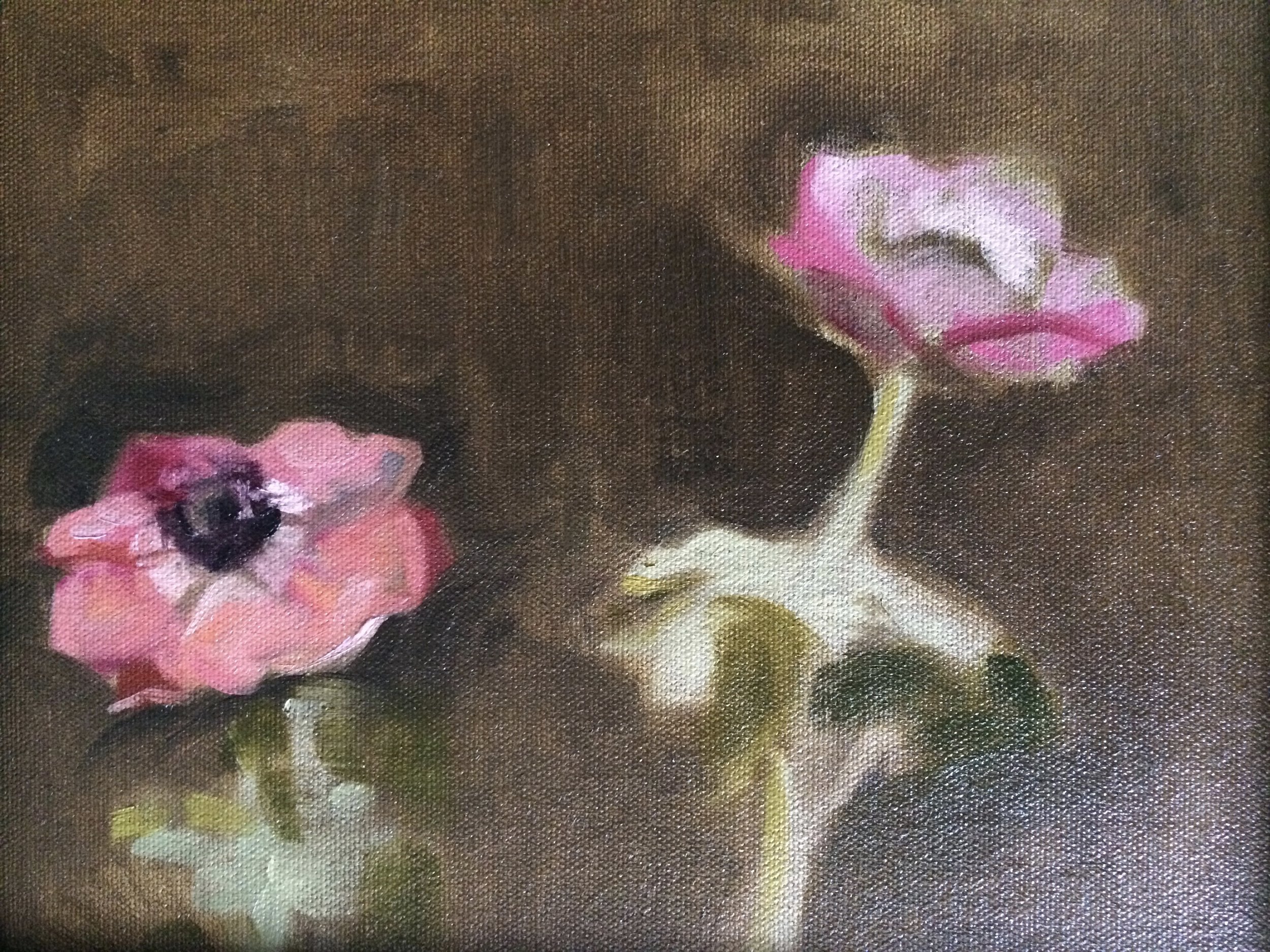 Quick study of poppies