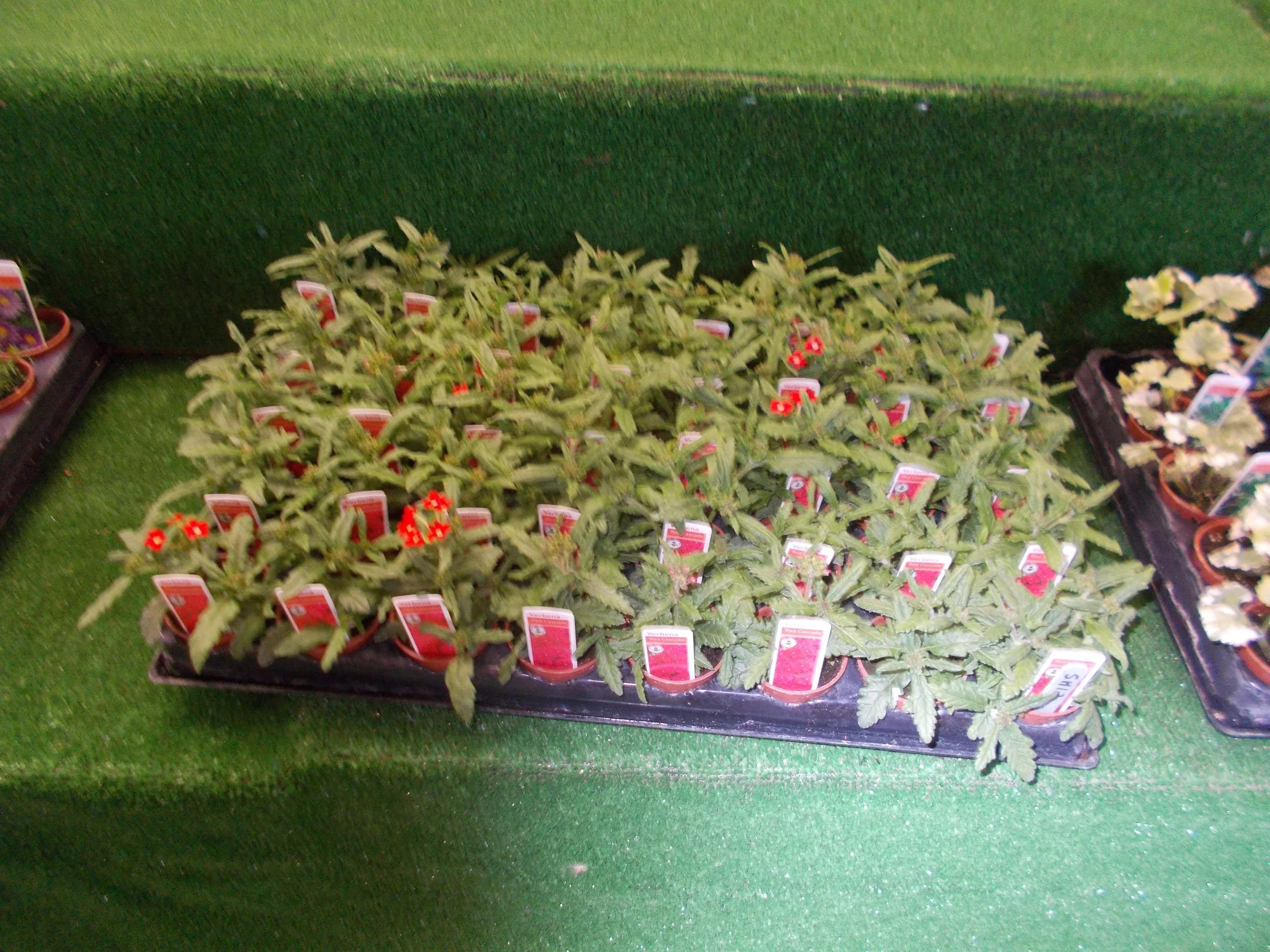 DSCN0878.JPG