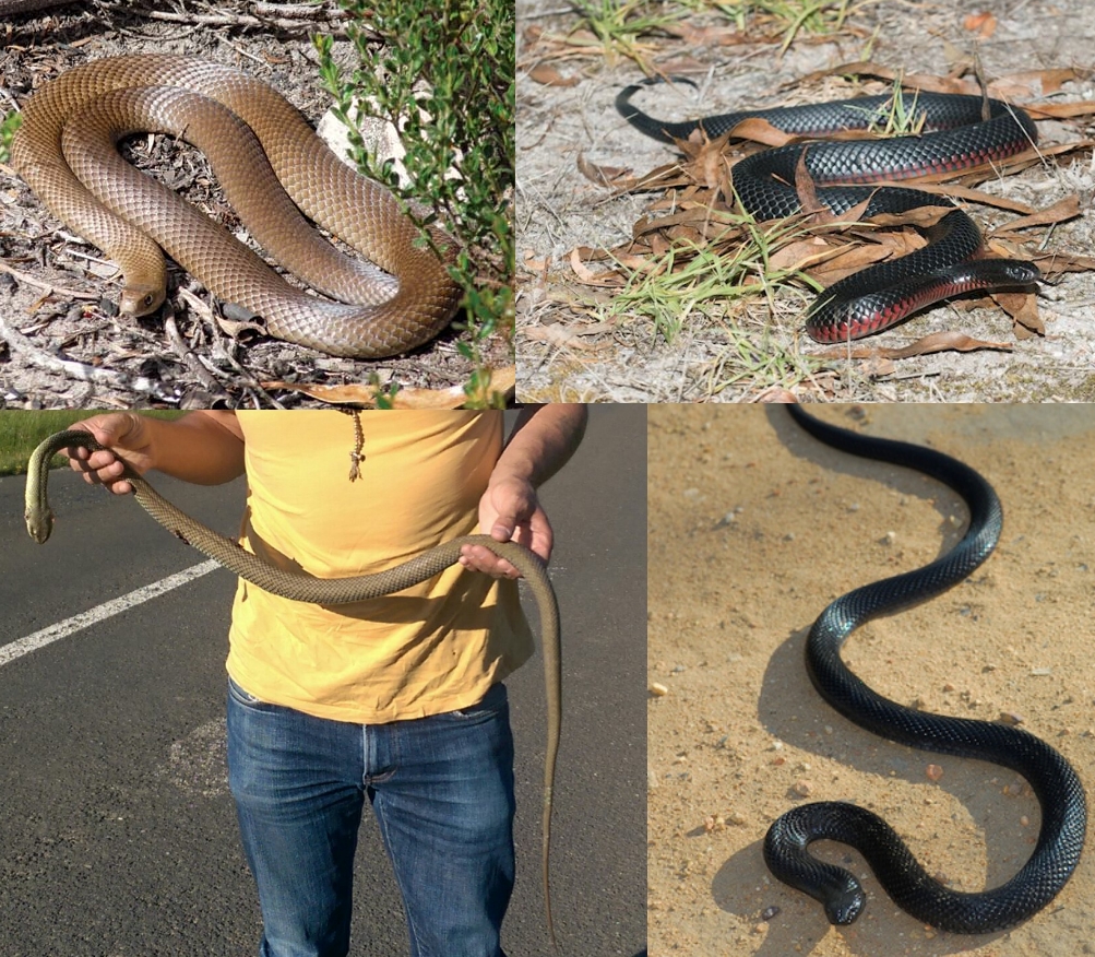 Mangalo holding a snake last year, and images of the 3 types of snakes that came to meet me on my Driveabout this week, ahead of the 2016 retreat season.