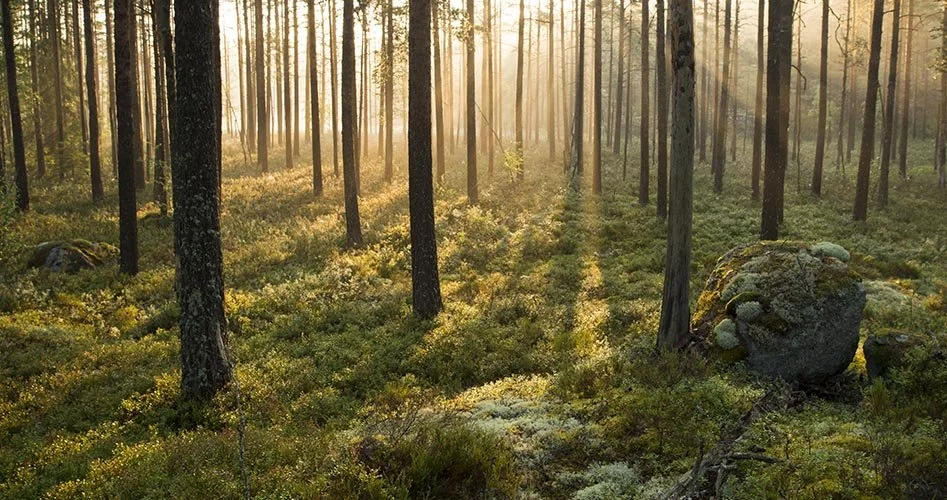 tiveden-nationalpark-vringelirovarna.jpg