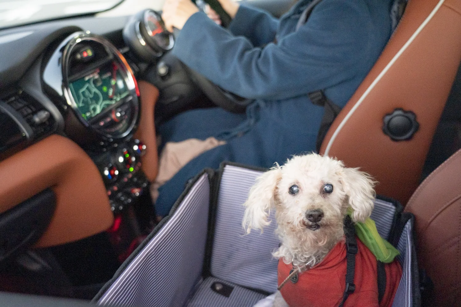 愛犬家オーナーのminiで快適に 我が家のペットと箱根へドライブデート Anyca エニカ News カーシェアリングの最新ニュース 愛犬家オーナーのminiで快適に 我が家のペットと箱根へドライブデート Anyca エニカ News カーシェアリングの最新ニュース