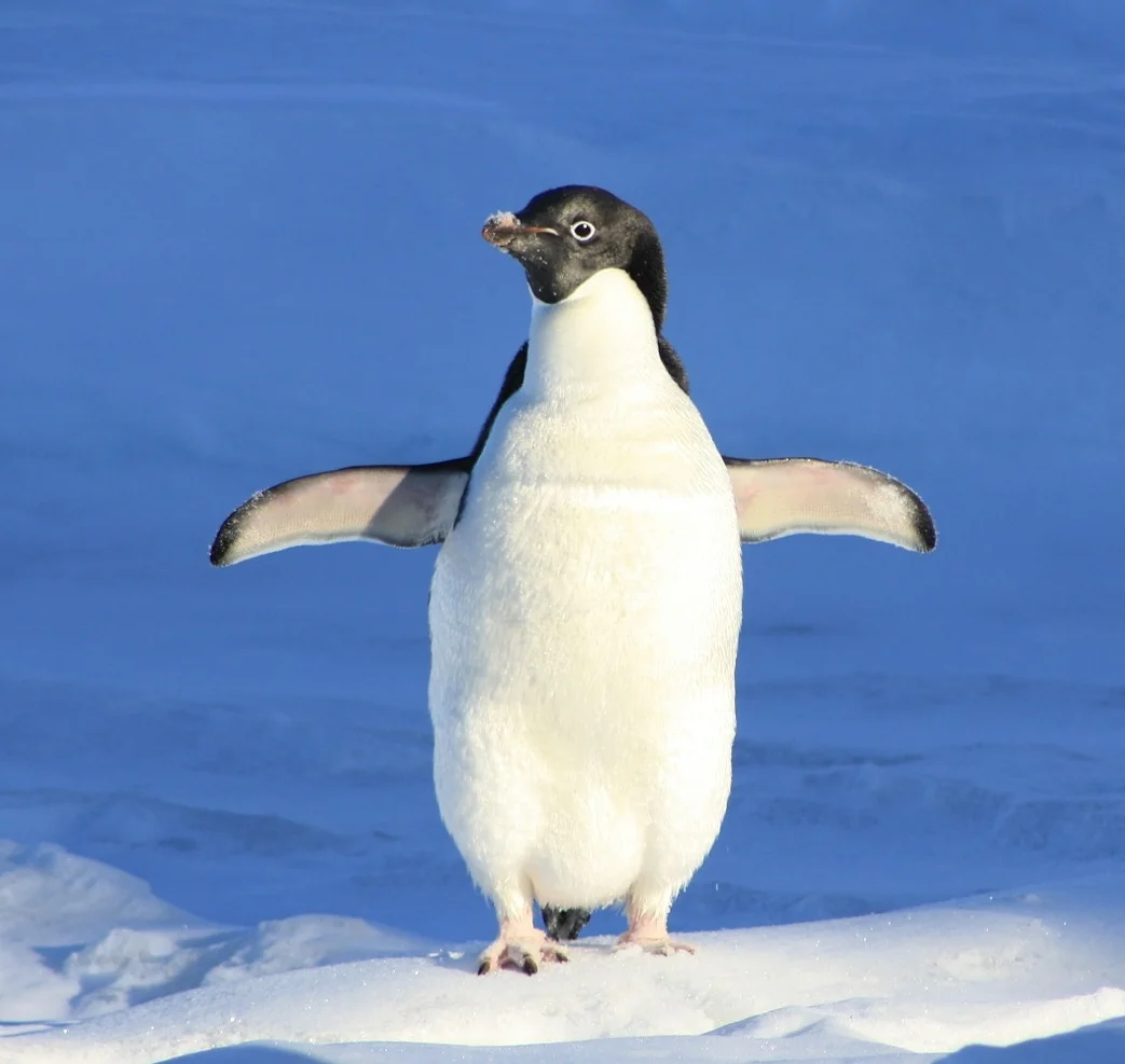 penguin-56101_1920.jpg