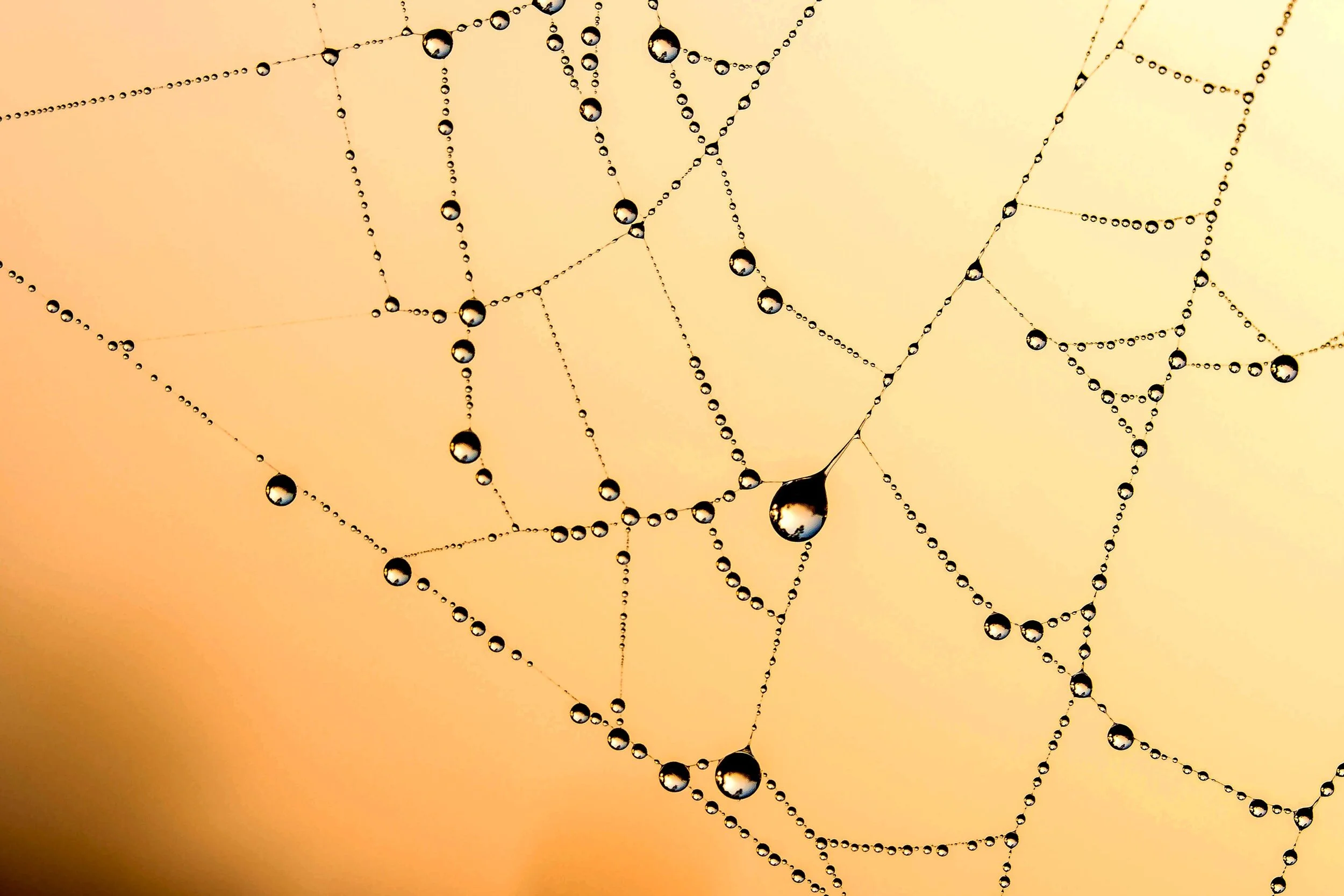 Spiders
