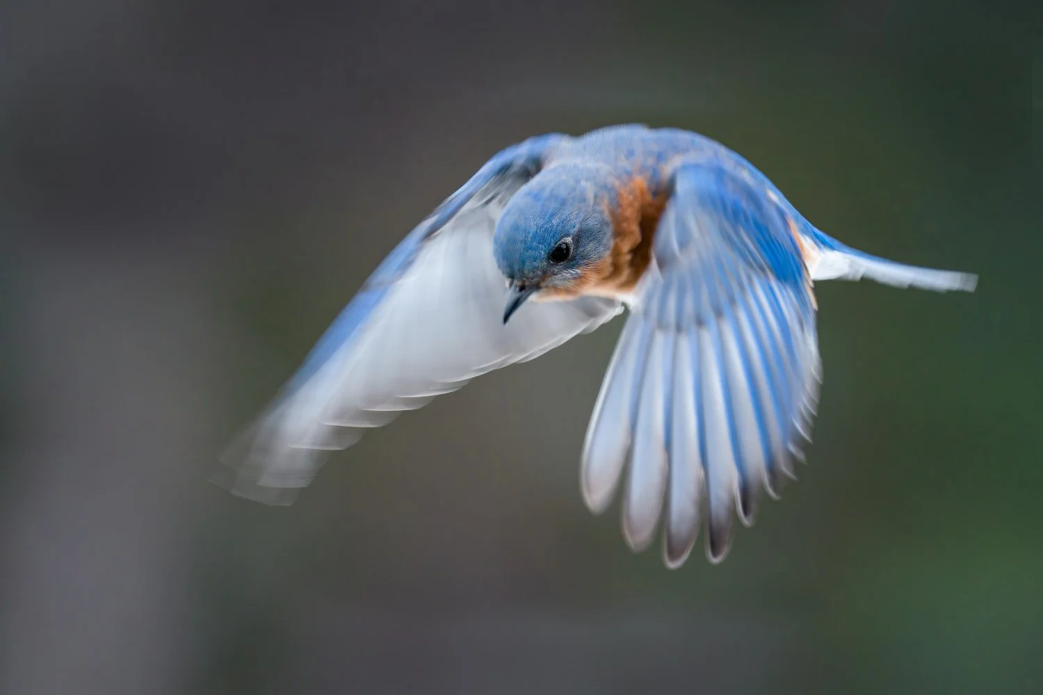Bluebird_1500x1000.jpg