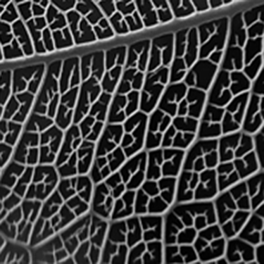 the affordances of being human