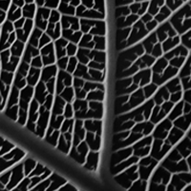 Cento for Orphanhood