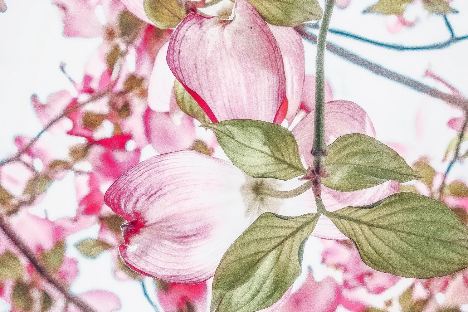 Dogwoods.jpg