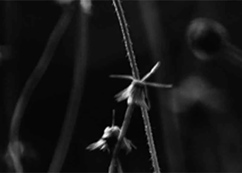 Innocence in the Depths of Winter
