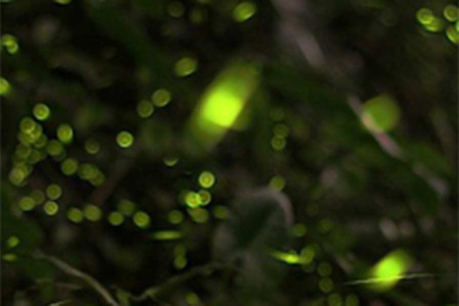 Two Poems