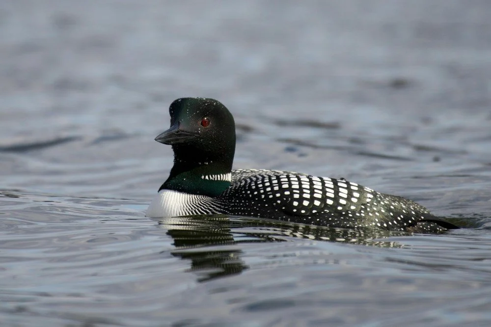 Loon Fallout
