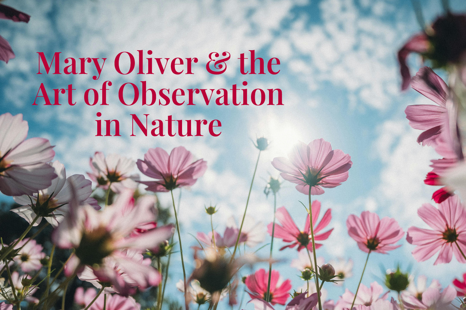 Mary Oliver &amp; the Art of Observation in Nature