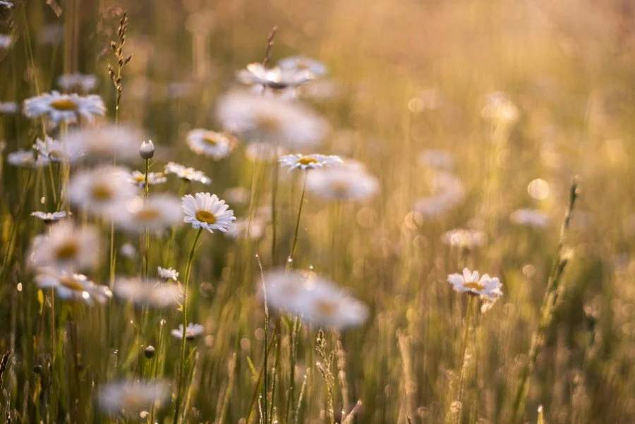 Daisies Were My Sister's Favorite Flower