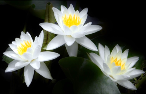 Flowers for Headshot.png