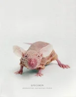 Specimen: Representing the Natural World Rutgers University, Paul Robeson Galleries By Anonda Bell, Eugene Kaplan, Peter Singer 2008